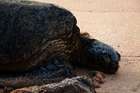 Schildkröten hautnah: Der Laniakea Beach auf Oahu, Hawaii