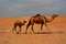 Dubai, Abu Dhabi & Rub al-Chali Wüste - 10 spannende Tage in den VAE